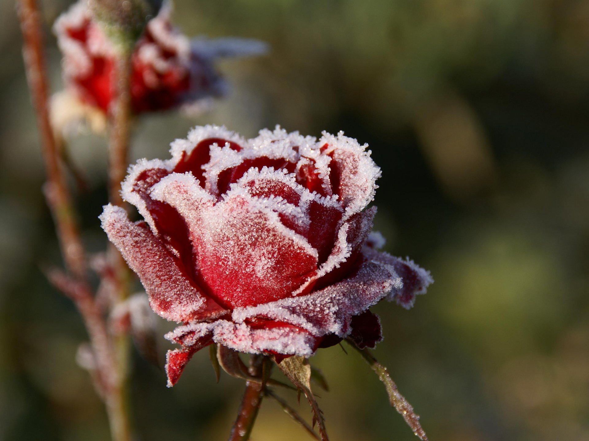 Frost-covered red rose in nature, close-up with crystalline ice on petals — 2K Quad HD PC desktop wallpaper/background.