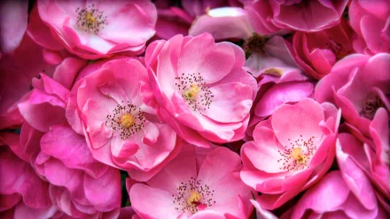 pink rose flower nature rose HD Desktop Wallpaper | Background Image
