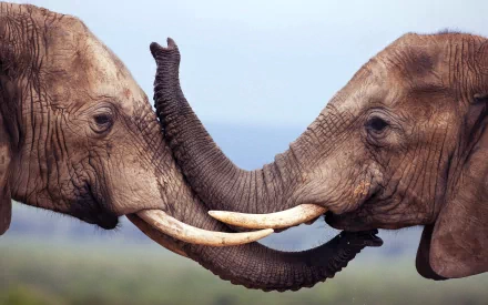 HD PC desktop wallpaper of two African bush elephants touching trunks, tusks entwined against a soft horizon.