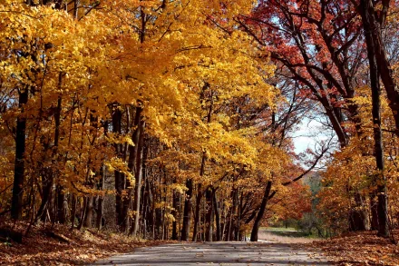 photography fall HD Desktop Wallpaper | Background Image