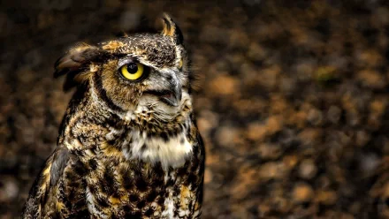 Animal great horned owl HD Desktop Wallpaper | Background Image