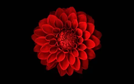 HD desktop wallpaper featuring a vibrant red dahlia flower against a black background, showcasing nature's intricate beauty in high definition.