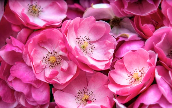 pink rose flower nature rose HD Desktop Wallpaper | Background Image