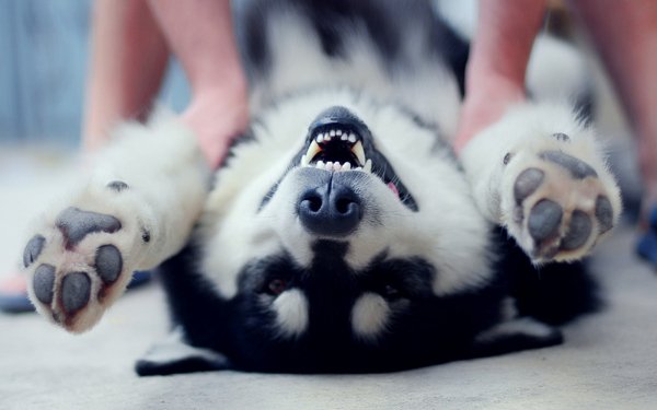 Animal Husky Dogs HD Wallpaper | Background Image