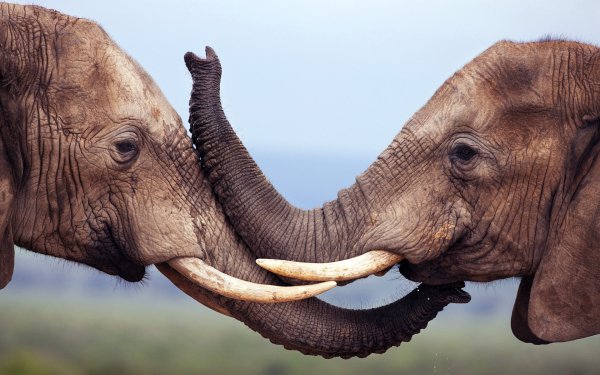 Animal African bush elephant Elephants Tusk HD Wallpaper | Background Image