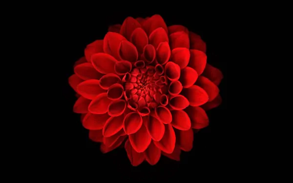 red flower nature dahlia HD Desktop Wallpaper | Background Image
