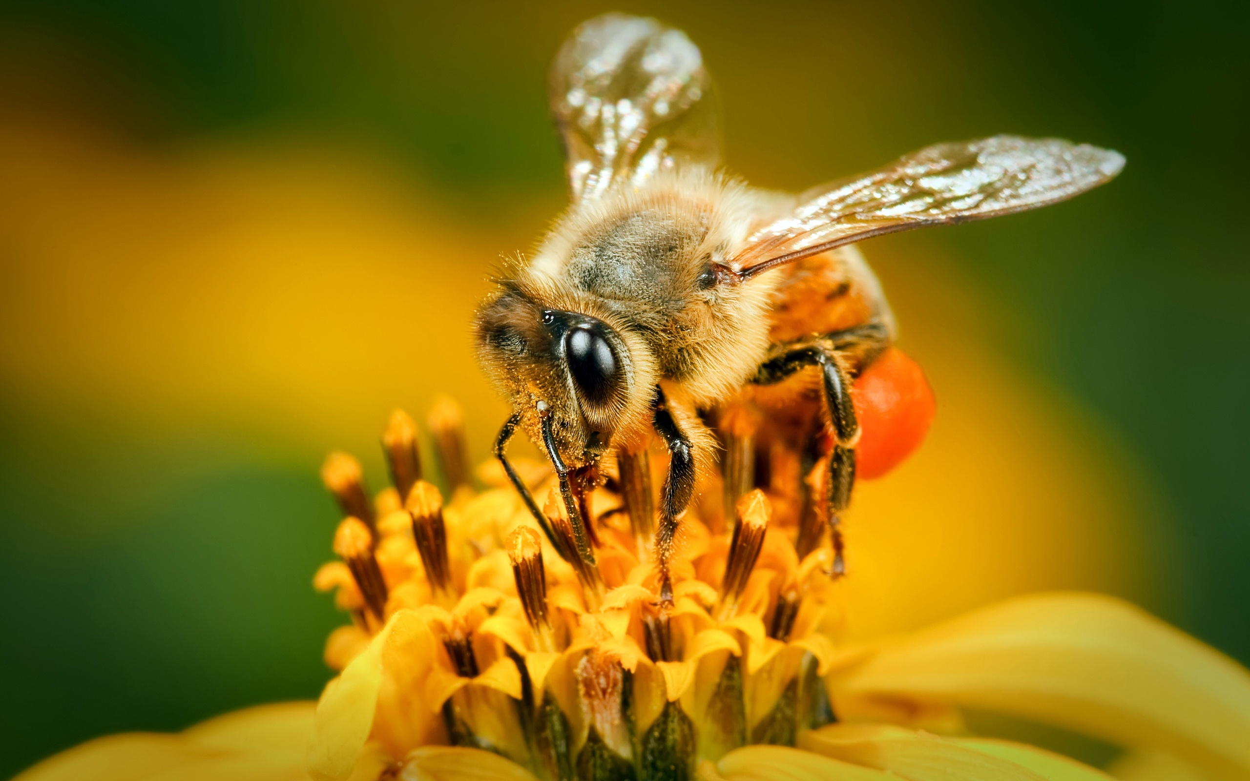 Bee HD Wallpaper | Background Image | 2560x1600