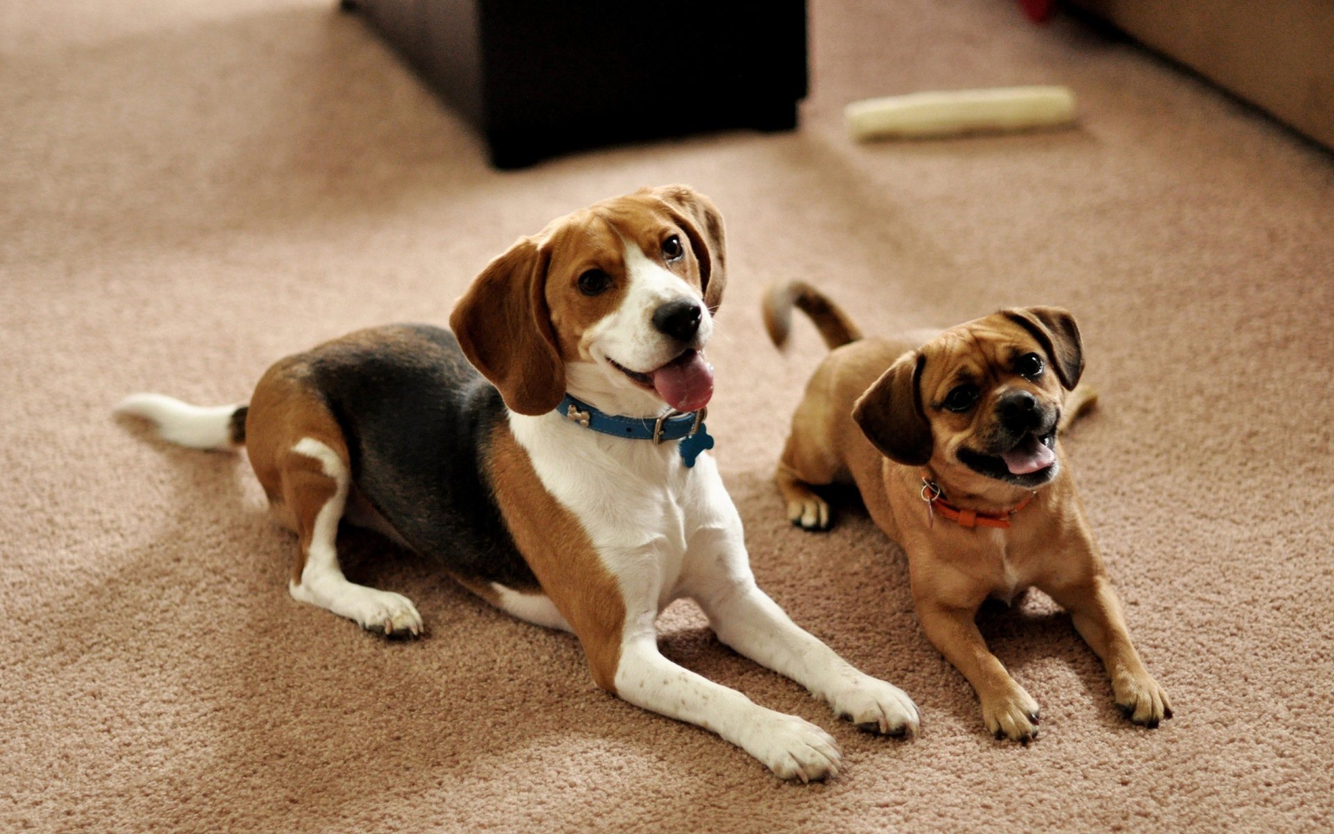 HD PC desktop wallpaper showing two happy dogs lying on a carpeted floor in a cozy indoor setting.