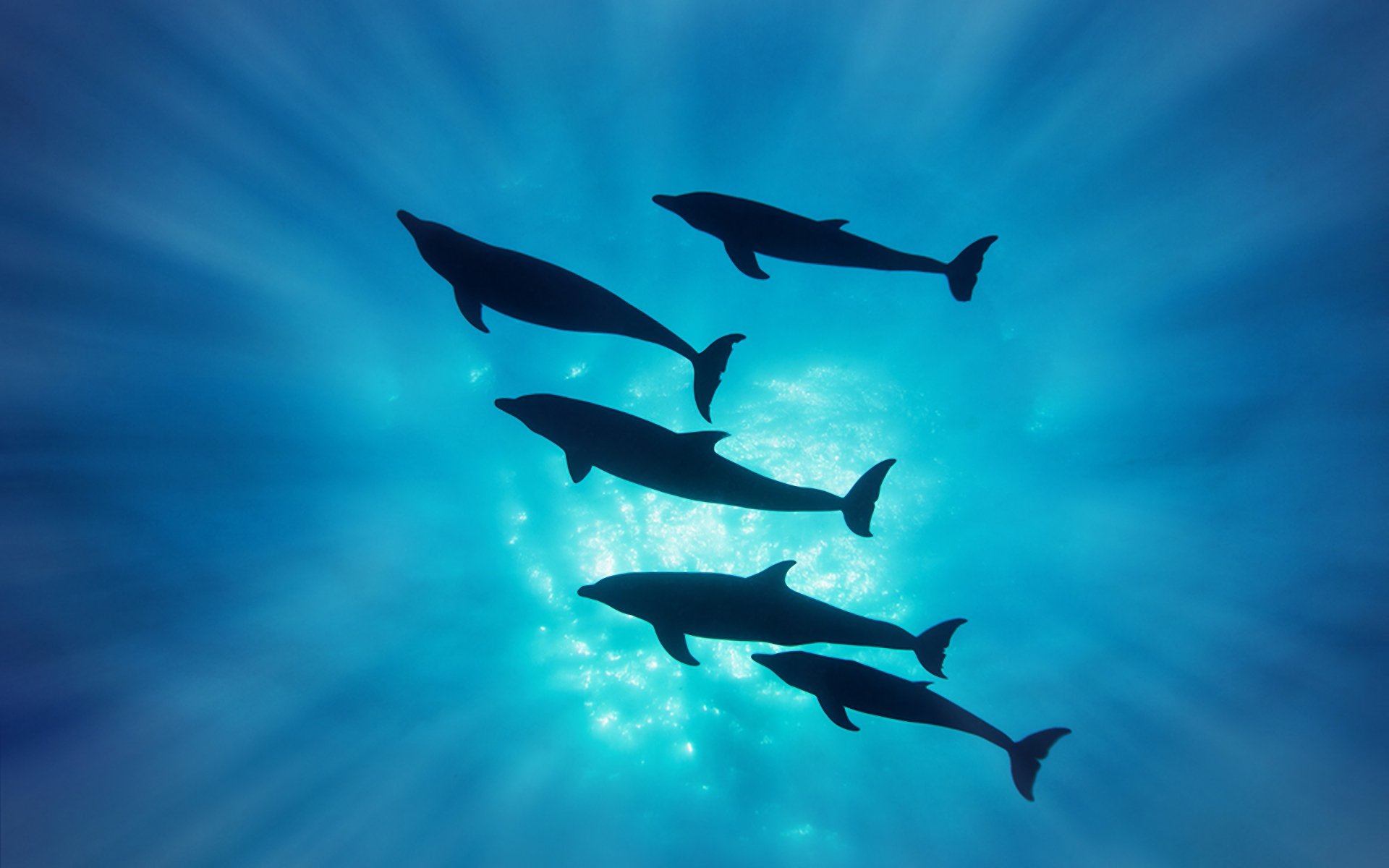 live animal dolphin wallpapers free download for pc