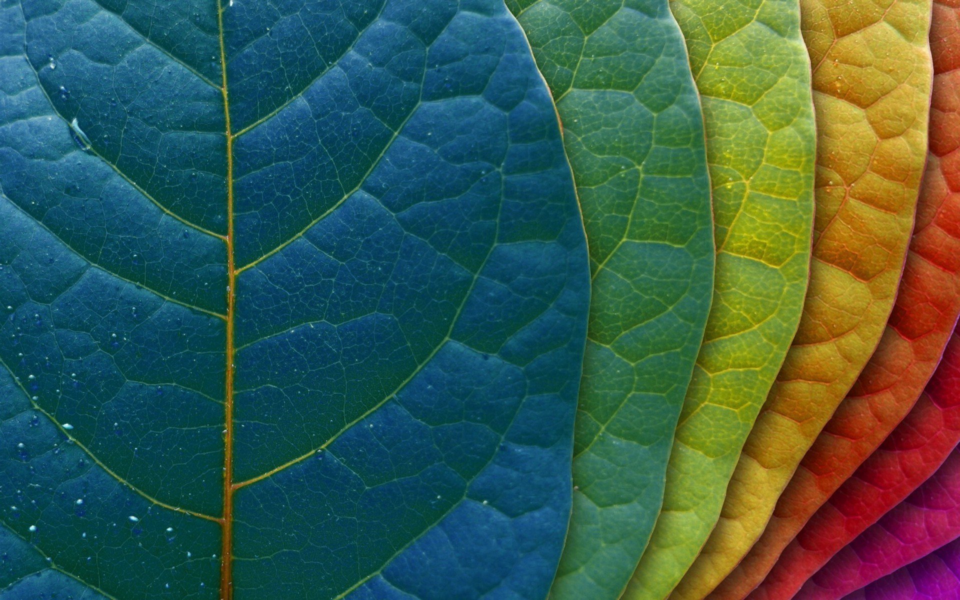 Artistic Leaf HD Wallpaper