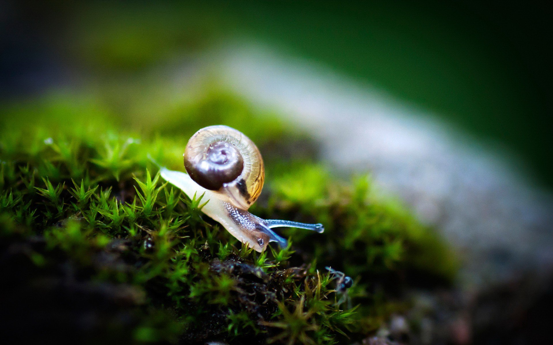 Animal Snail HD Wallpaper