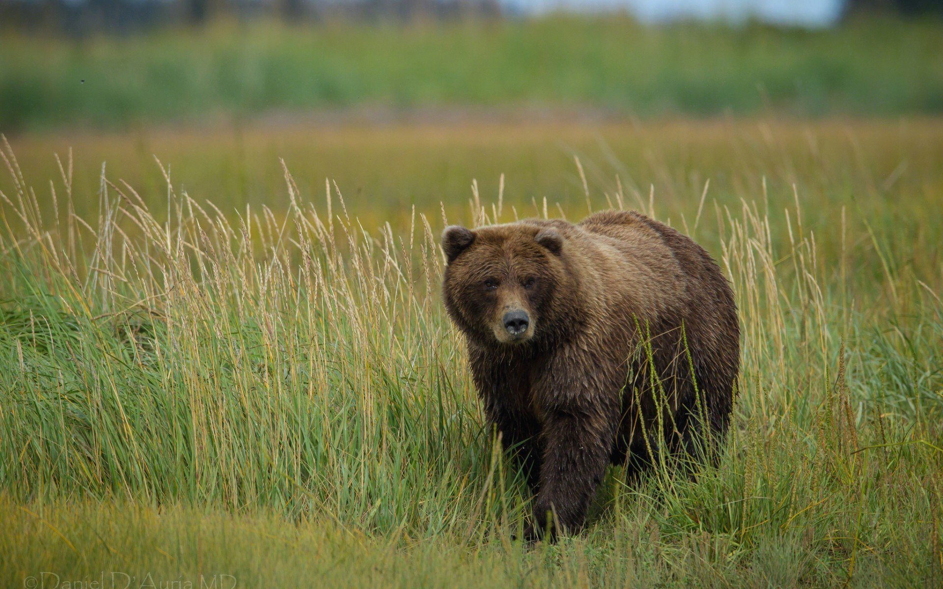 Download Animal Bear HD Wallpaper