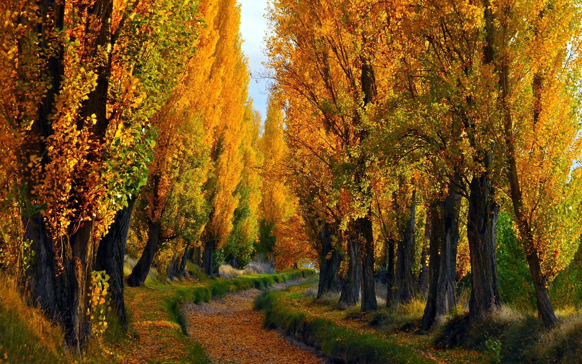 HD PC desktop wallpaper featuring a serene nature scene with tall trees showcasing vibrant fall foliage along a winding forest path.