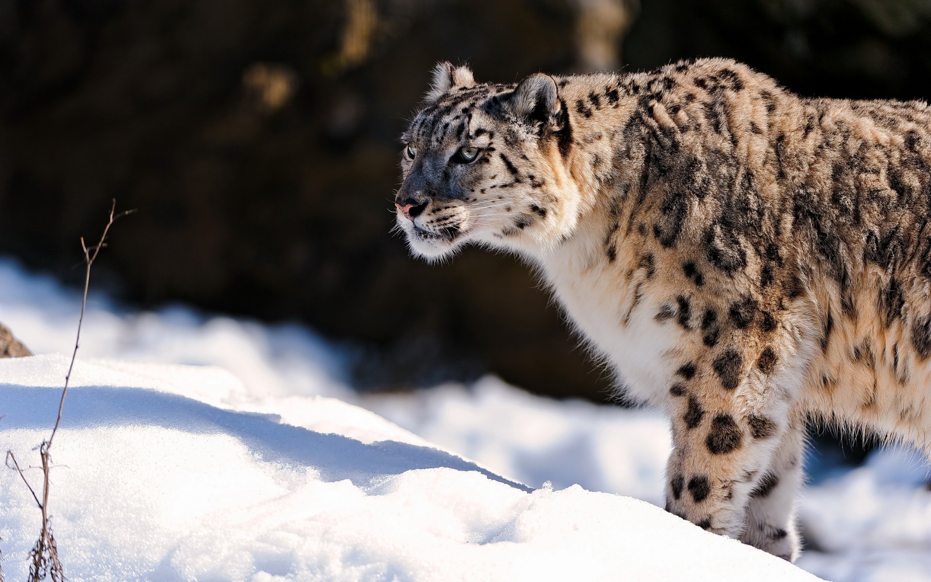 Snow Leopard HD Wallpaper Background Image 2560x1600