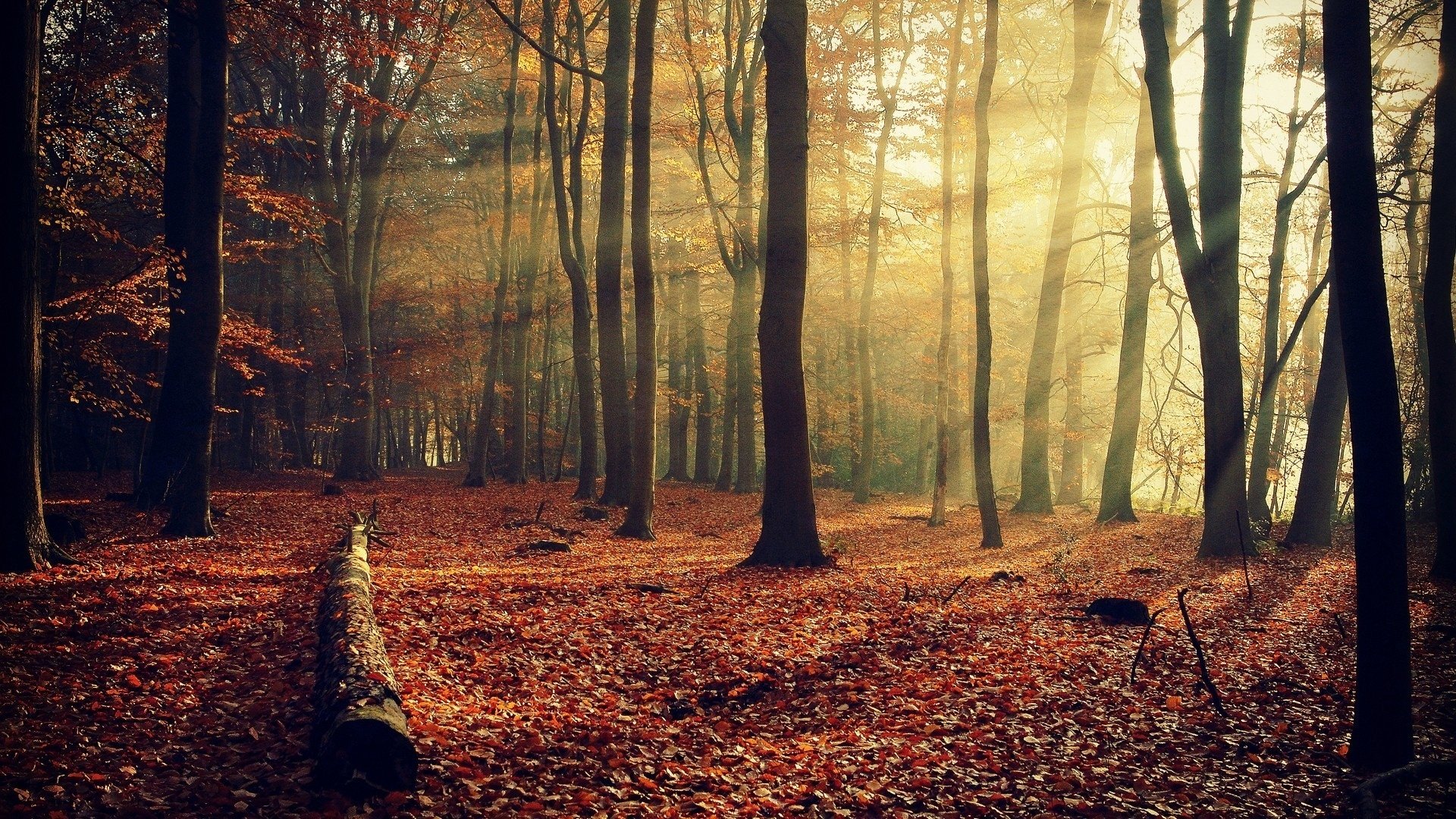 HD desktop wallpaper of a serene forest with sunbeams filtering through tall trees onto a carpet of fallen autumn leaves.