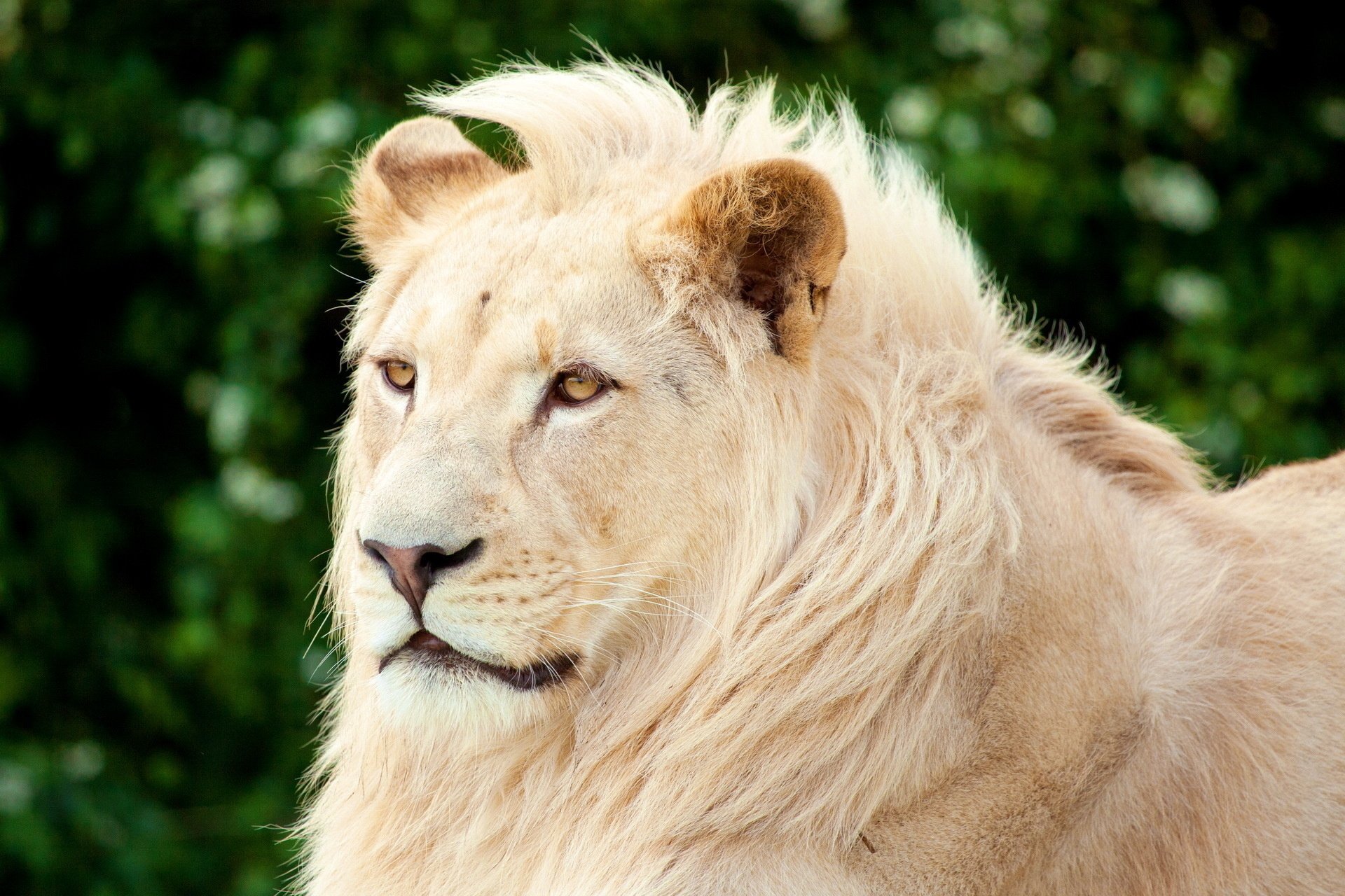 A majestic white lion with a thick mane gazes thoughtfully, surrounded by lush greenery. This stunning image makes an impressive HD desktop wallpaper and background.