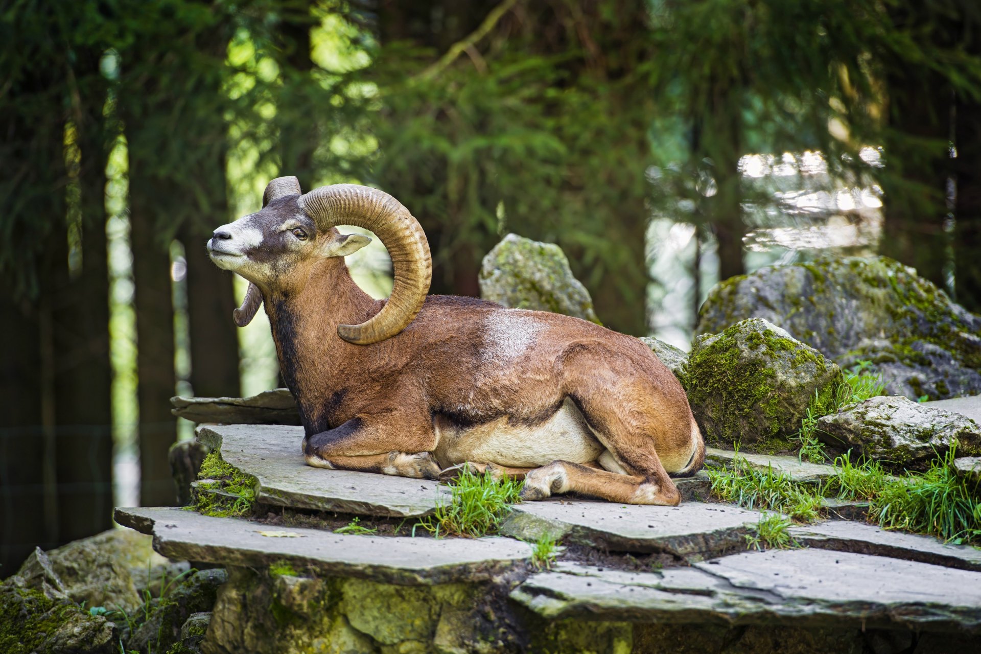HD PC desktop wallpaper featuring a bighorn sheep resting on layered stone steps in a forest setting.