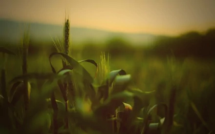 nature cornfield HD Desktop Wallpaper | Background Image