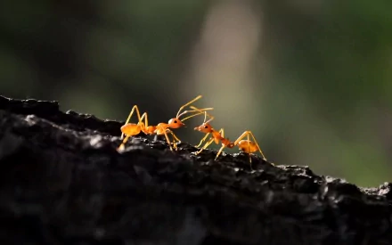 HD PC desktop wallpaper featuring a close-up of three orange ants on a dark textured surface with a blurred green background.