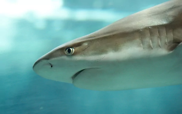 Animal shark HD Desktop Wallpaper | Background Image