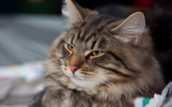 Animal cat HD Desktop Wallpaper | Background Image