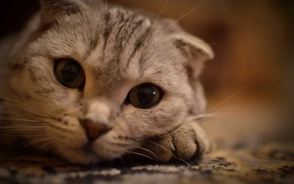 Close-up HD image of a Scottish Fold cat resting with large, expressive eyes and folded ears, captured as a detailed PC desktop wallpaper background.
