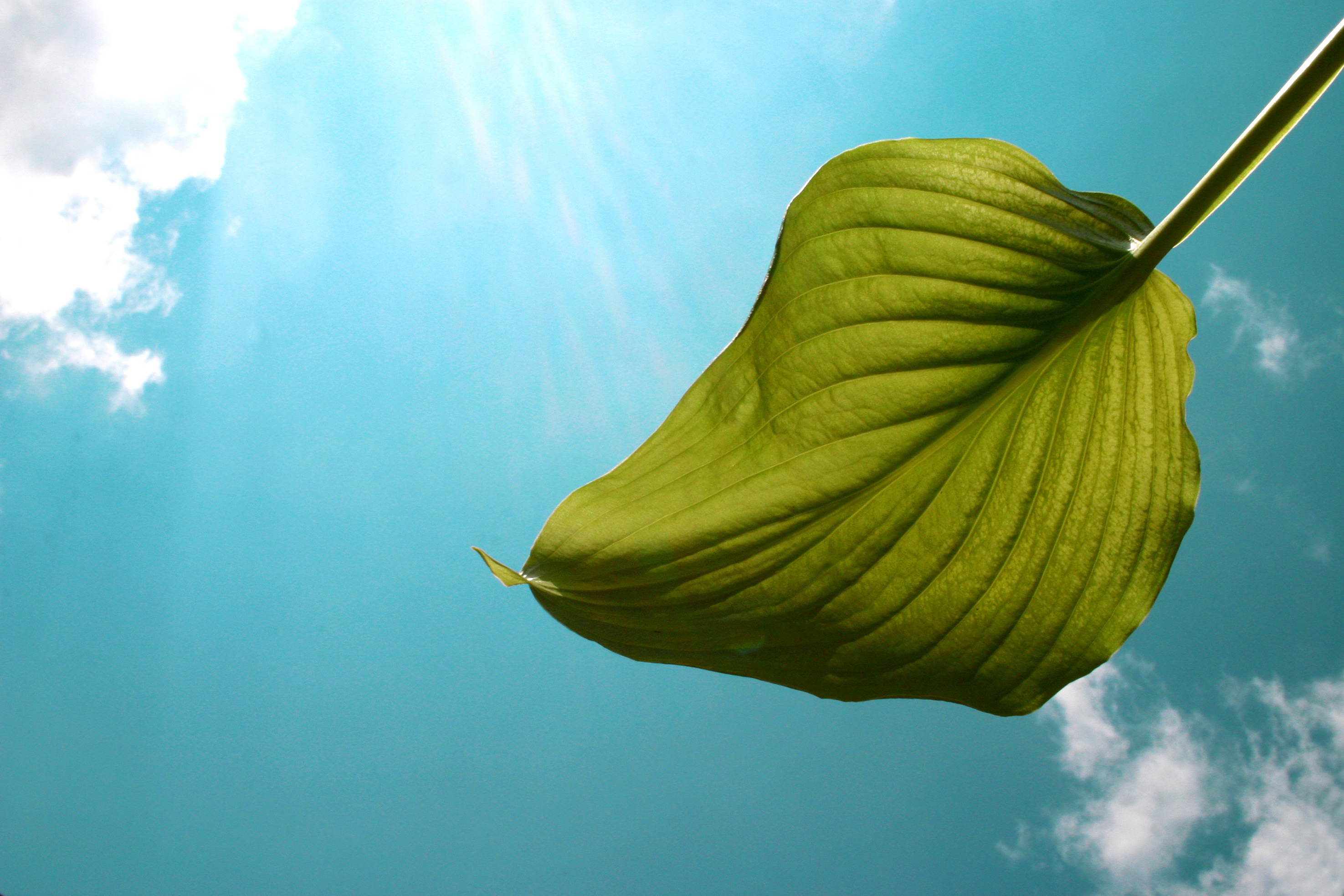 Nature Leaf HD Wallpaper