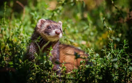 HD PC desktop wallpaper and background: a ferret (animal) nestled in sunlit green grass, close-up portrait with warm natural tones.