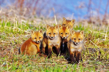 A group of five adorable baby red foxes stands together in a grassy area, captured in vivid detail, making a charming HD desktop wallpaper.