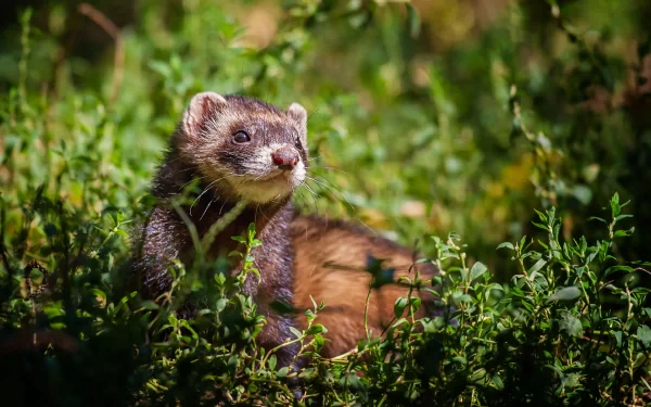 Animal ferret HD Desktop Wallpaper | Background Image