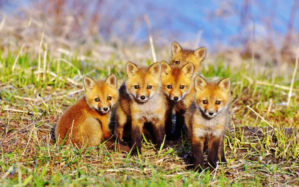 A group of five adorable baby red foxes stands together in a grassy area, captured in vivid detail, making a charming HD desktop wallpaper.