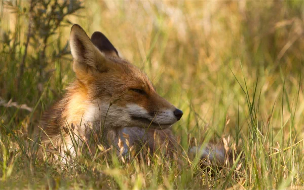 HD PC desktop wallpaper featuring a close-up of a fox resting peacefully in tall grass with warm, natural lighting.
