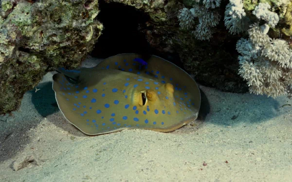 Animal stingray HD Desktop Wallpaper | Background Image