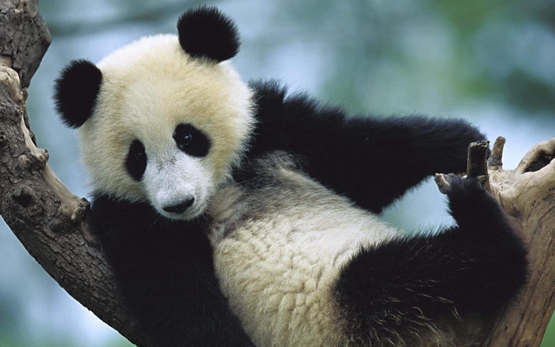 Download Animal Panda HD Wallpaper