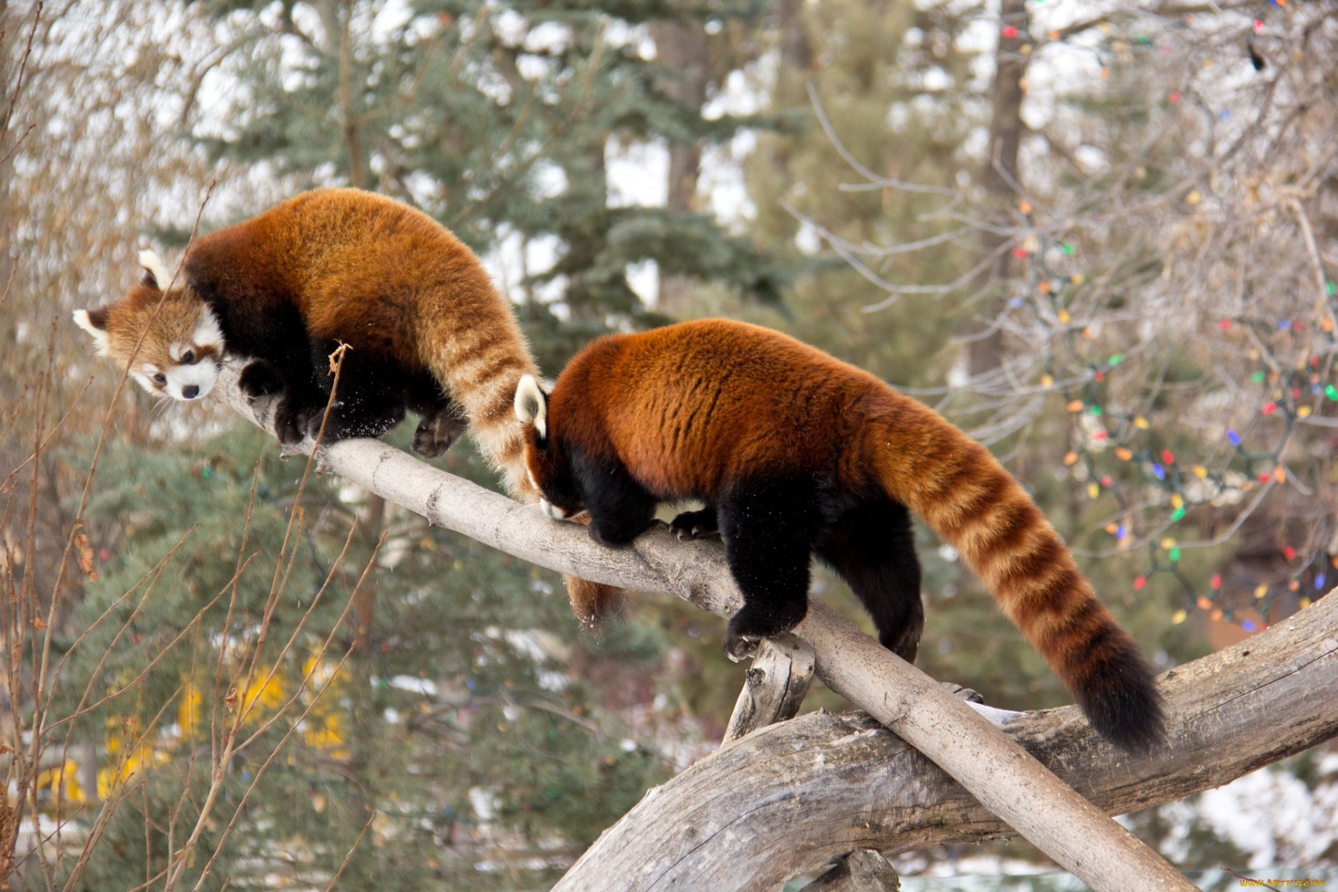 Download Animal Red Panda HD Wallpaper