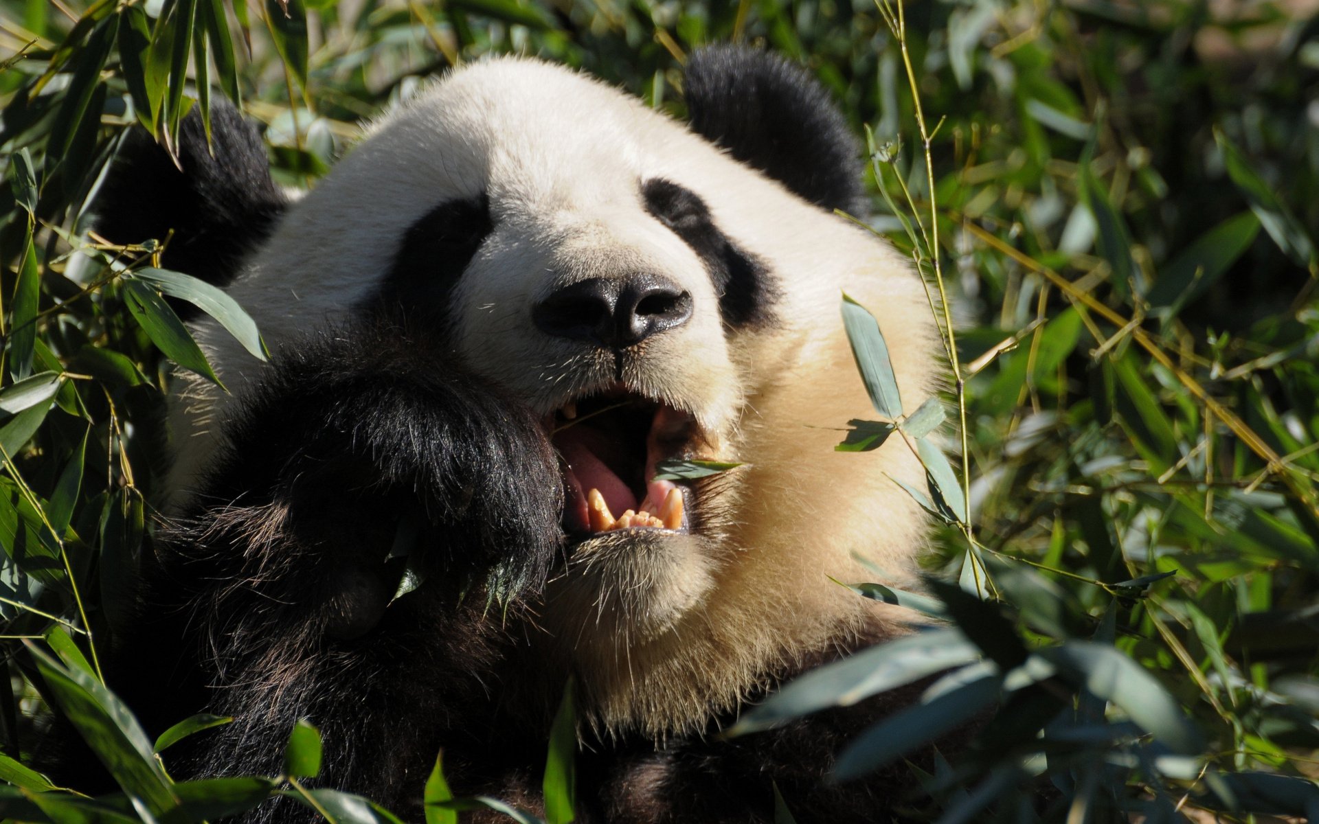 Close-up of a giant panda chewing bamboo amid leafy green stalks — HD PC desktop wallpaper/background image.