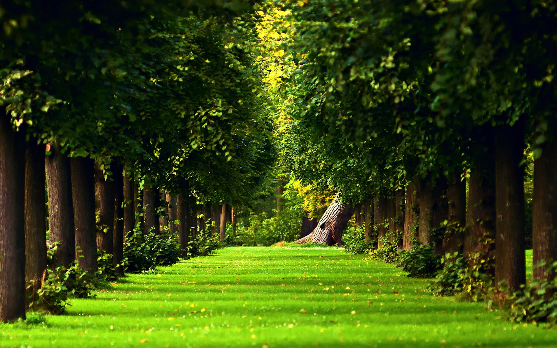 Nature forest scene in 2K Quad HD PC desktop wallpaper — sunlit tree-lined path with vivid green grass forming a leafy tunnel.