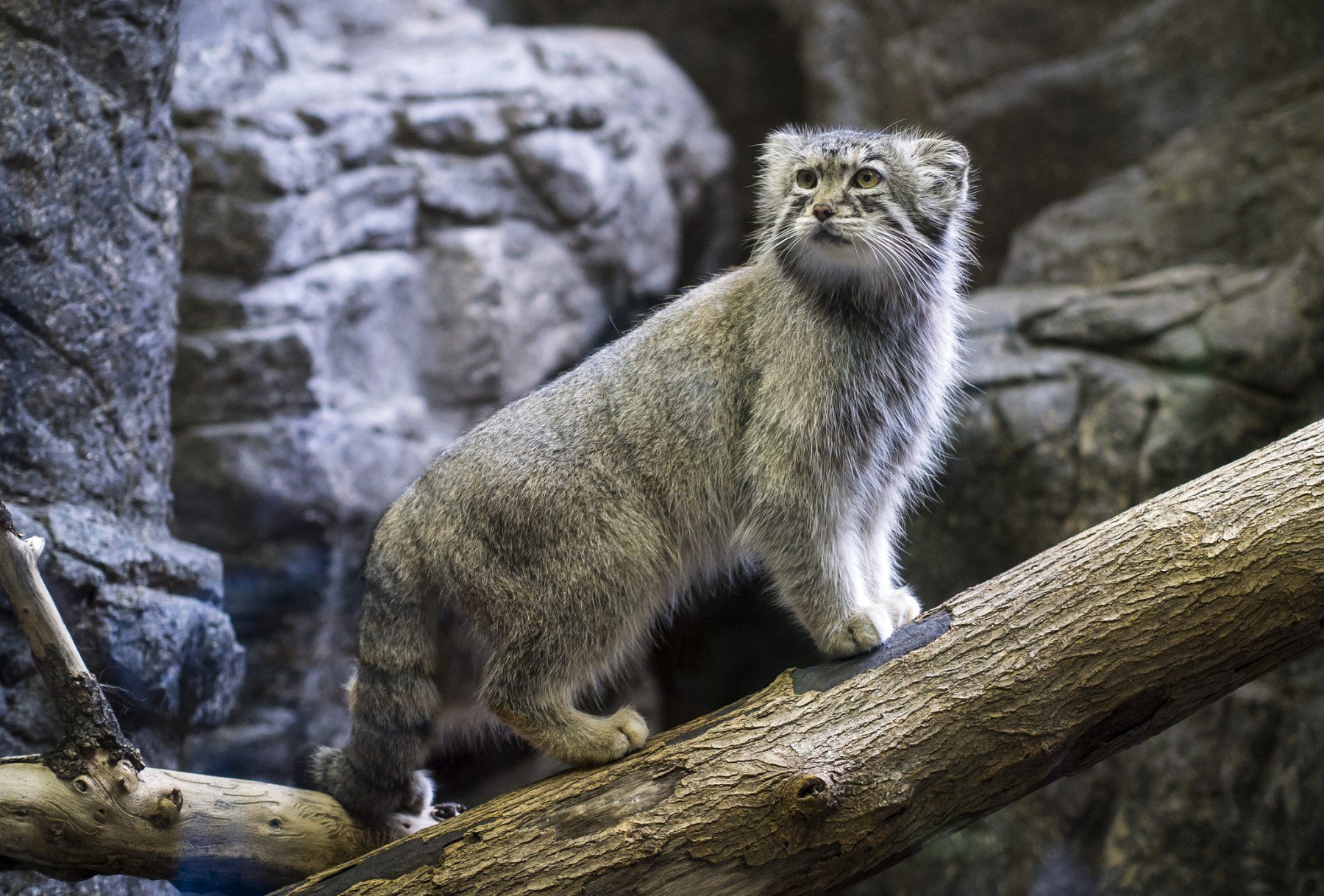 Download Animal Pallas's Cat  Wallpaper