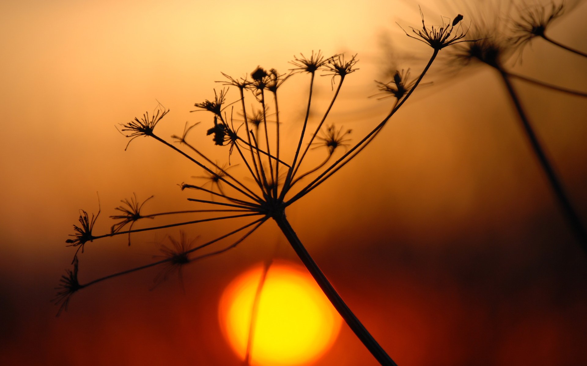 Download Nature Sunset HD Wallpaper | 1920x1200 | Wallpaper Abyss