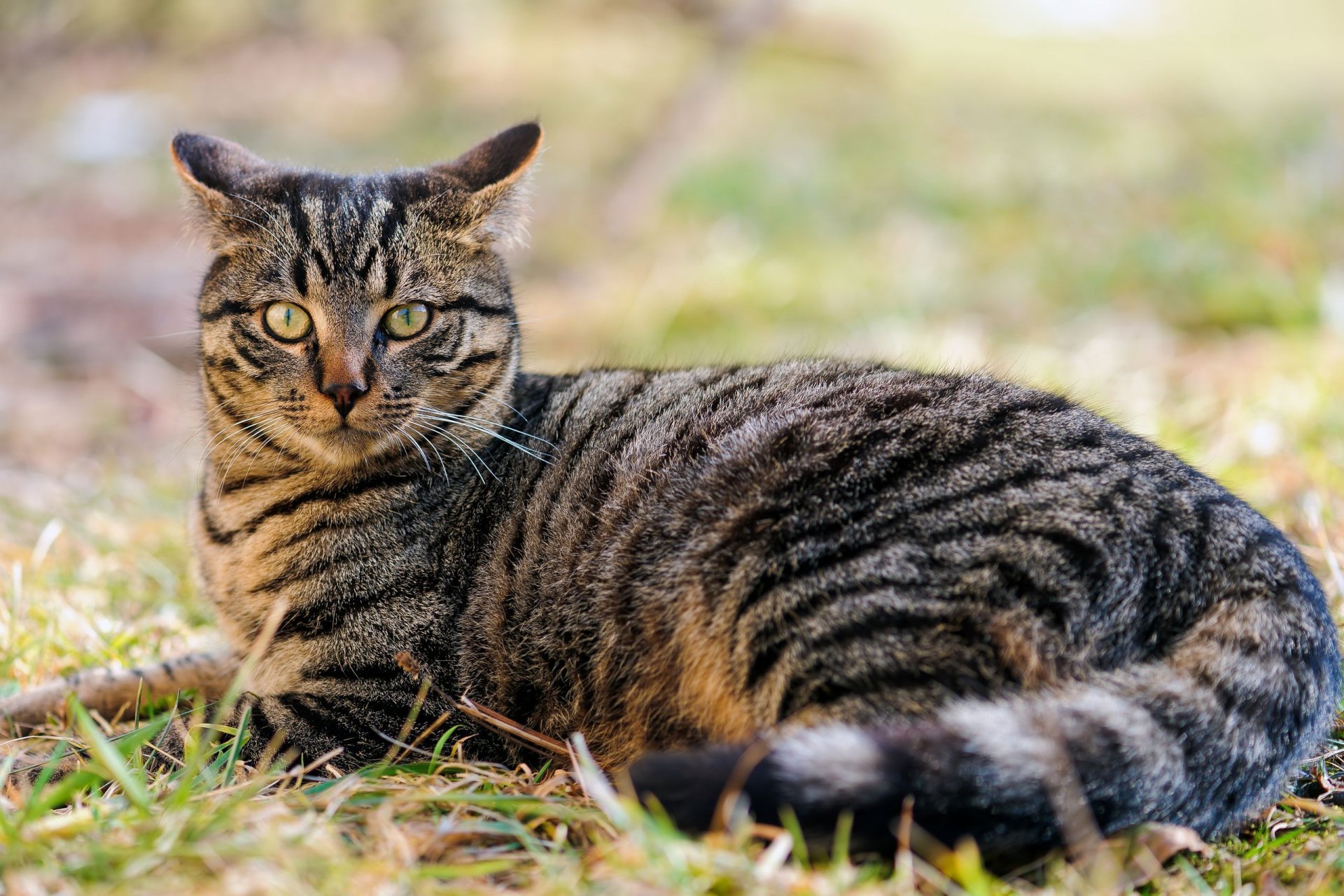 HD PC desktop wallpaper featuring a close-up of a tabby cat lying on grass with a soft, blurred natural background.