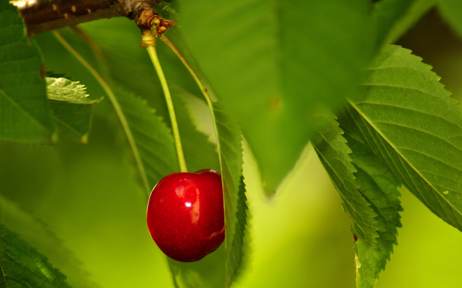 Cherry HD Wallpaper