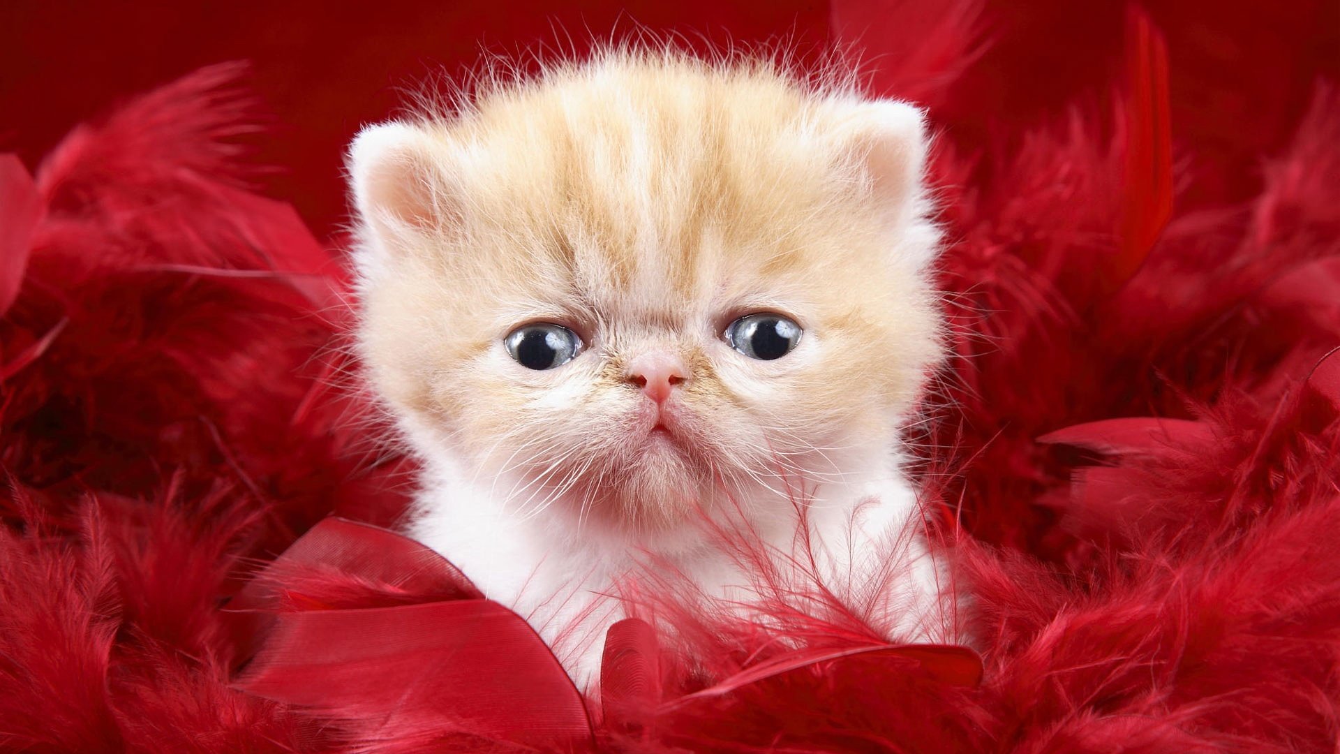 A cute kitten nestled in soft red feathers, exuding charm and warmth. This HD desktop wallpaper captures the adorable essence of this playful feline.