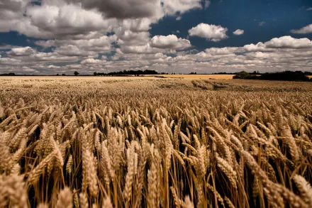 nature cornfield HD Desktop Wallpaper | Background Image