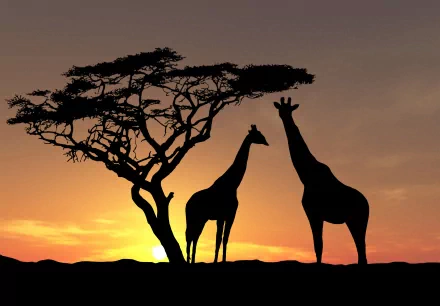 Silhouettes of two giraffes stand beneath a tree against a vibrant sunset, creating a striking animal-themed HD desktop wallpaper.