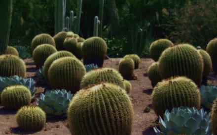 nature cactus HD Desktop Wallpaper | Background Image
