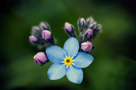 Close-up of a delicate forget-me-not flower with blue petals and yellow center, surrounded by pink buds, captured in vivid detail for a HD PC desktop wallpaper.