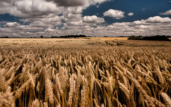 nature cornfield HD Desktop Wallpaper | Background Image