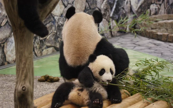 Animal, panda: adult and cub cuddle amid bamboo in a stone-walled enclosure — 2K Quad HD PC desktop wallpaper and background.