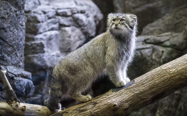 HD desktop wallpaper featuring a Pallas's cat standing on a tree branch with rocky terrain in the background.