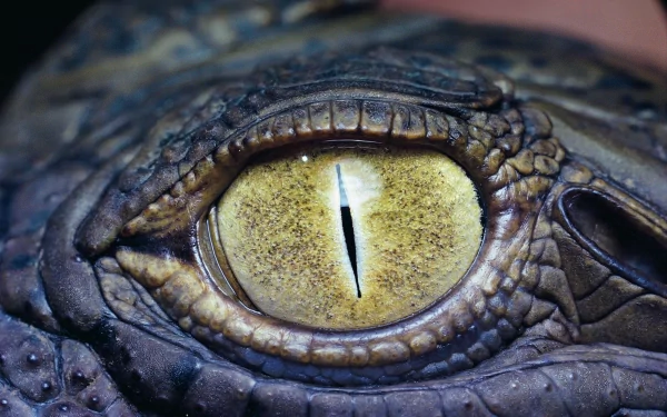 Close-up HD desktop wallpaper of an alligator's eye, highlighting its textured skin and sharp vertical pupil.